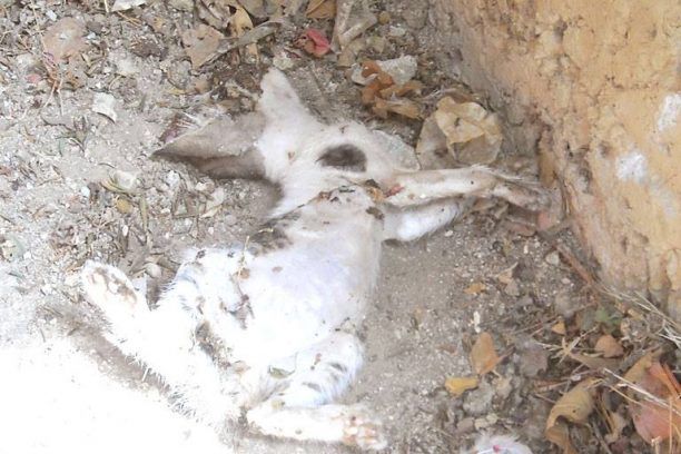 Κυπαρισσία: Σκότωσε το γατάκι λιώνοντας το κεφάλι του με πέτρα